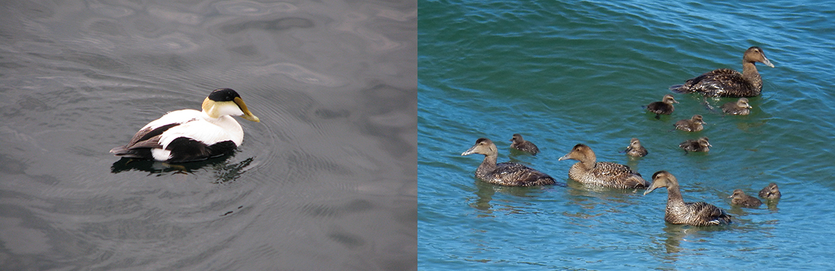 Common Eiders