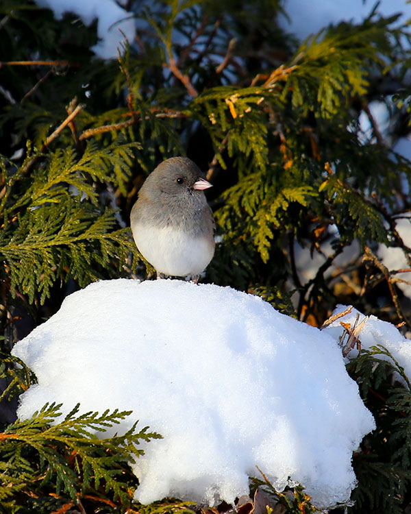 dark-eyed junco