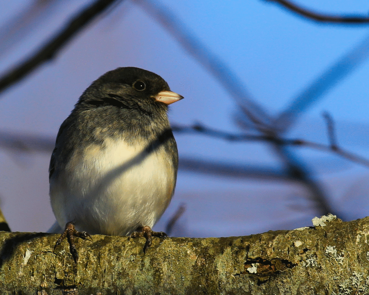 Dark-eyed Junco