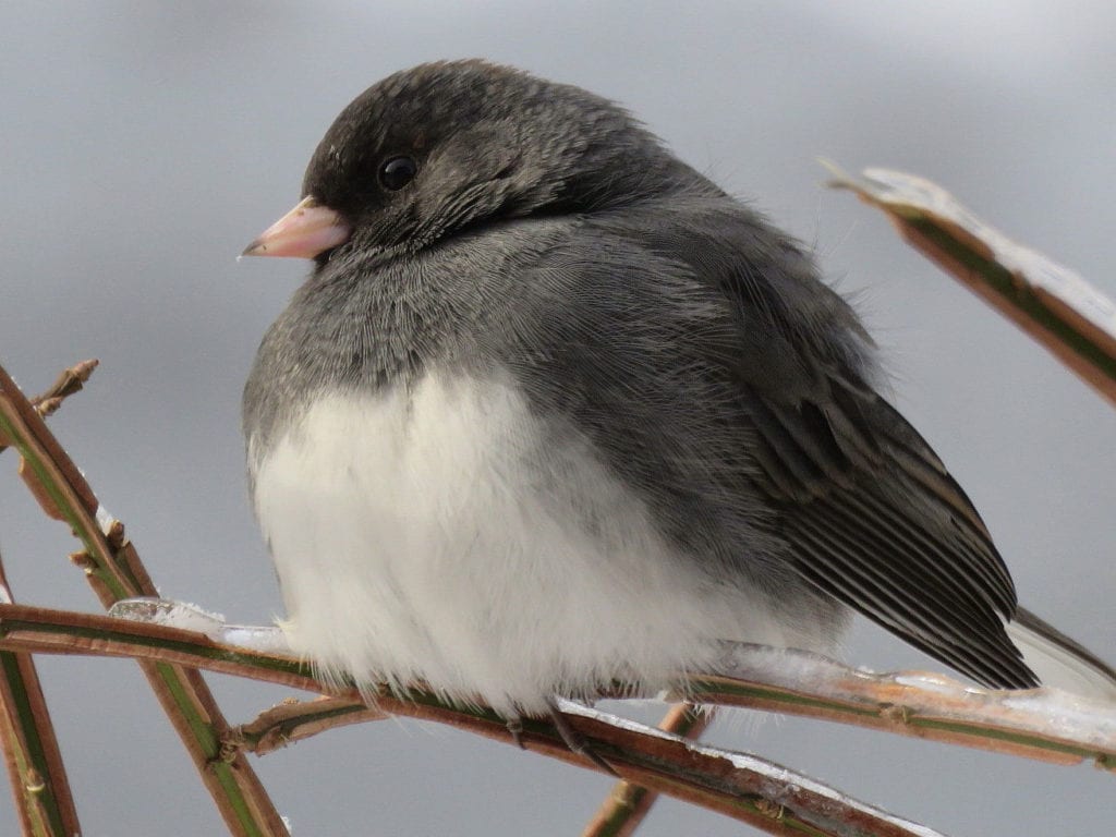 Dark-eyed Junco in South China