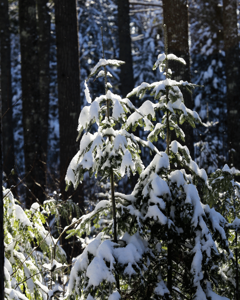 solstice light coming back