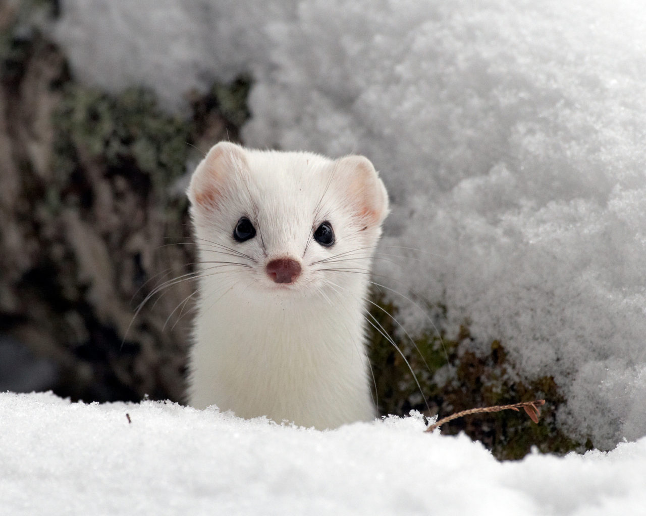 ermine in winter