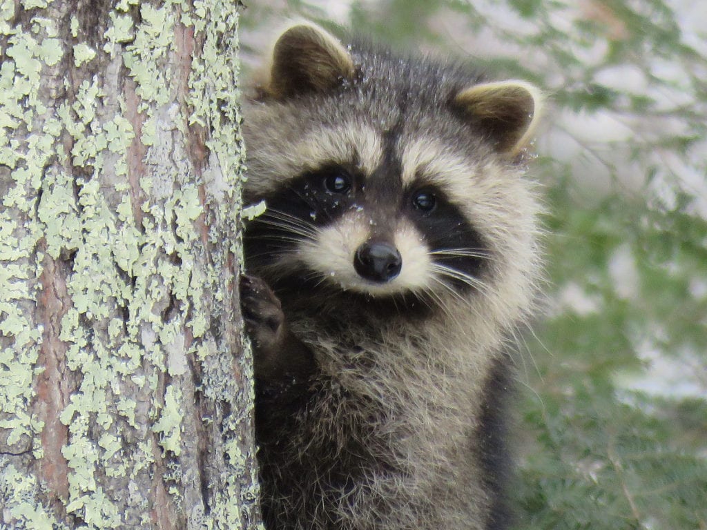 Raccoon in South China