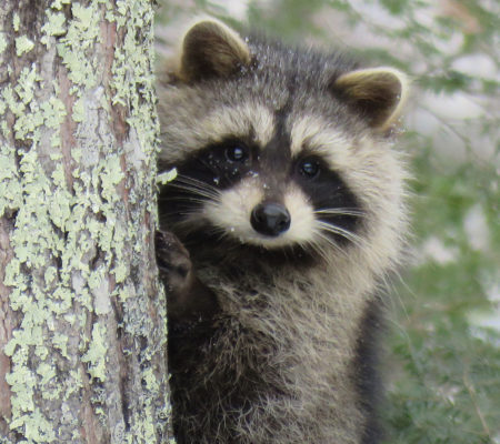 Raccoon in South China