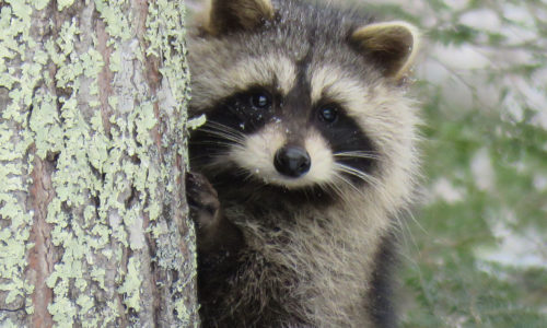 Raccoon in South China