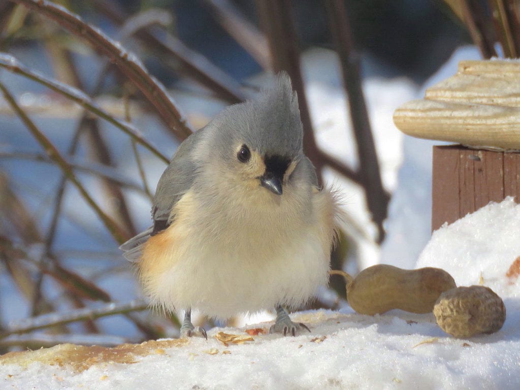 Tufted Titmouse in South China