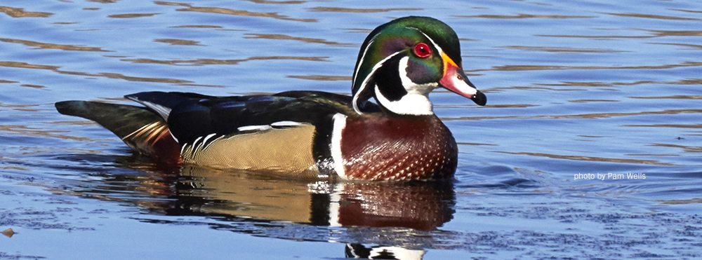 wood duck