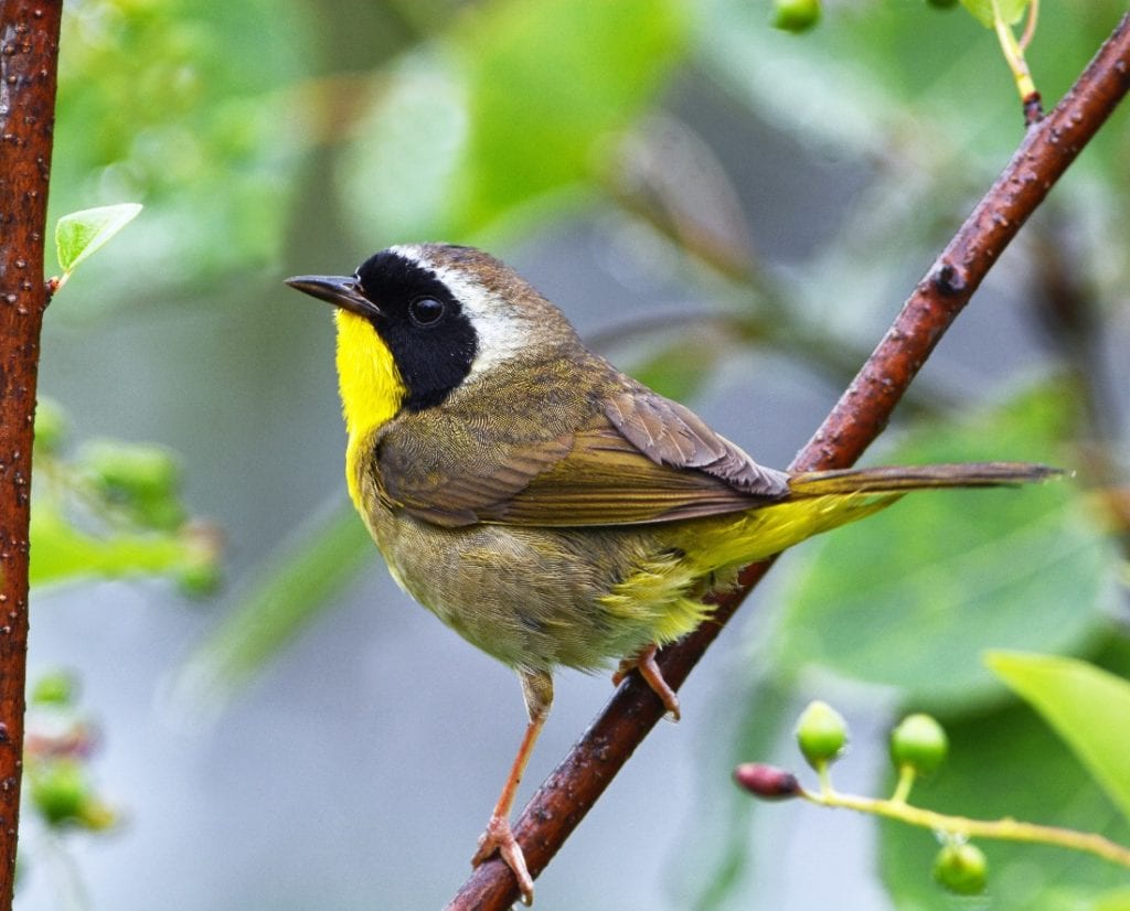 Common Yellowthroat