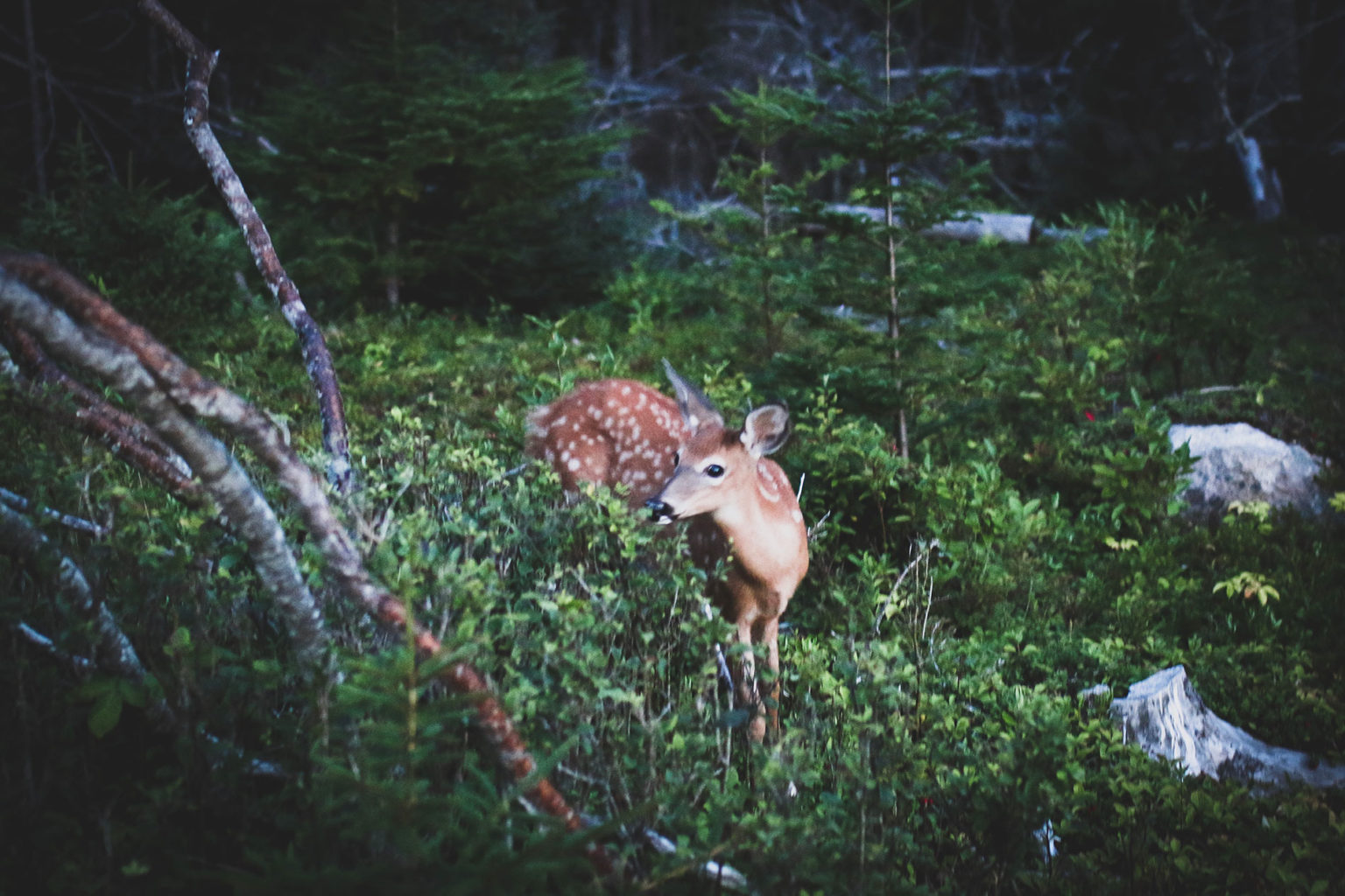 Deer at Acadia National Park