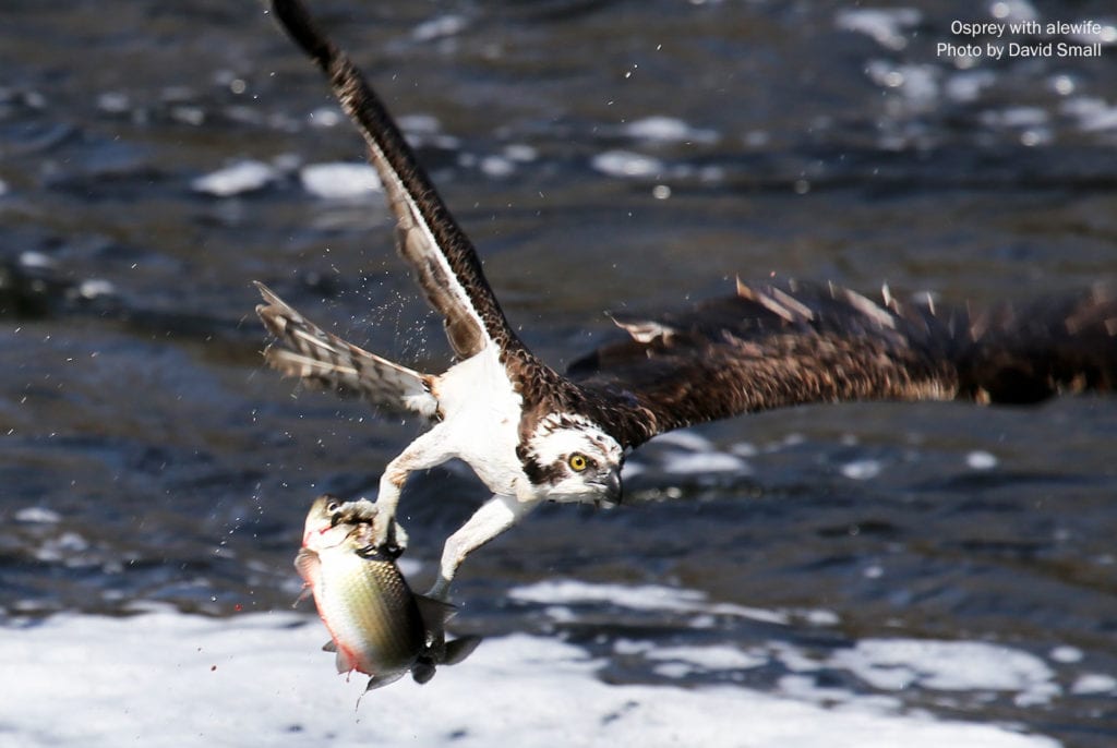 Osprey with alewife