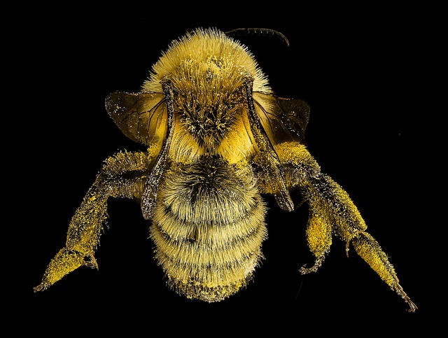 mining bee USGS