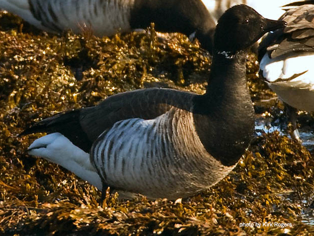 Brant, photo by Kirk Rogers