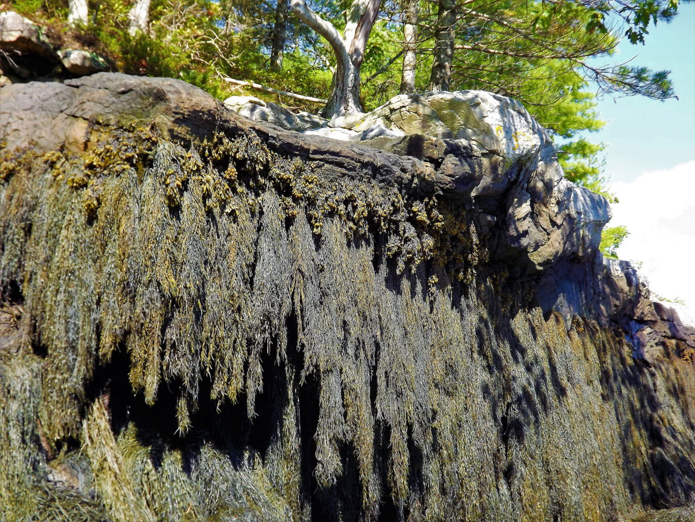 Kayaking by a seaweed cliff in Georgetown Maine