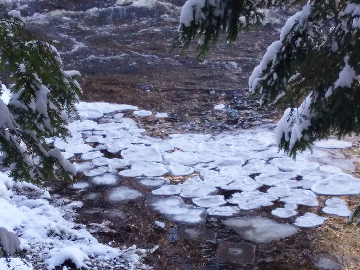 Pancake ice at Cathance River Preserve