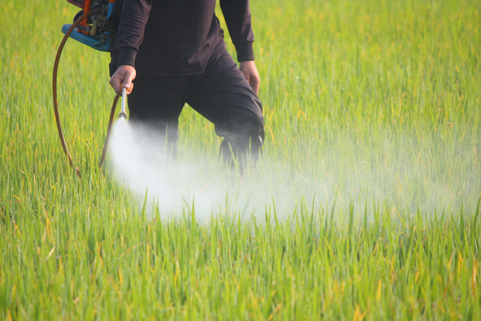 spraying pesticides