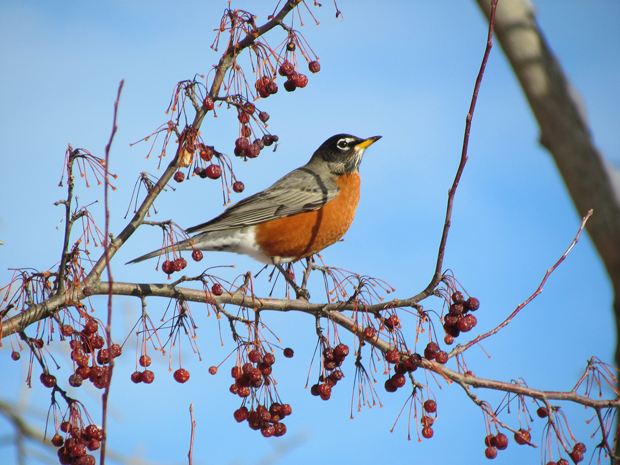 American Robin  National Wildlife Federation