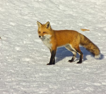 Fox in Gardiner by Mary Gilbert