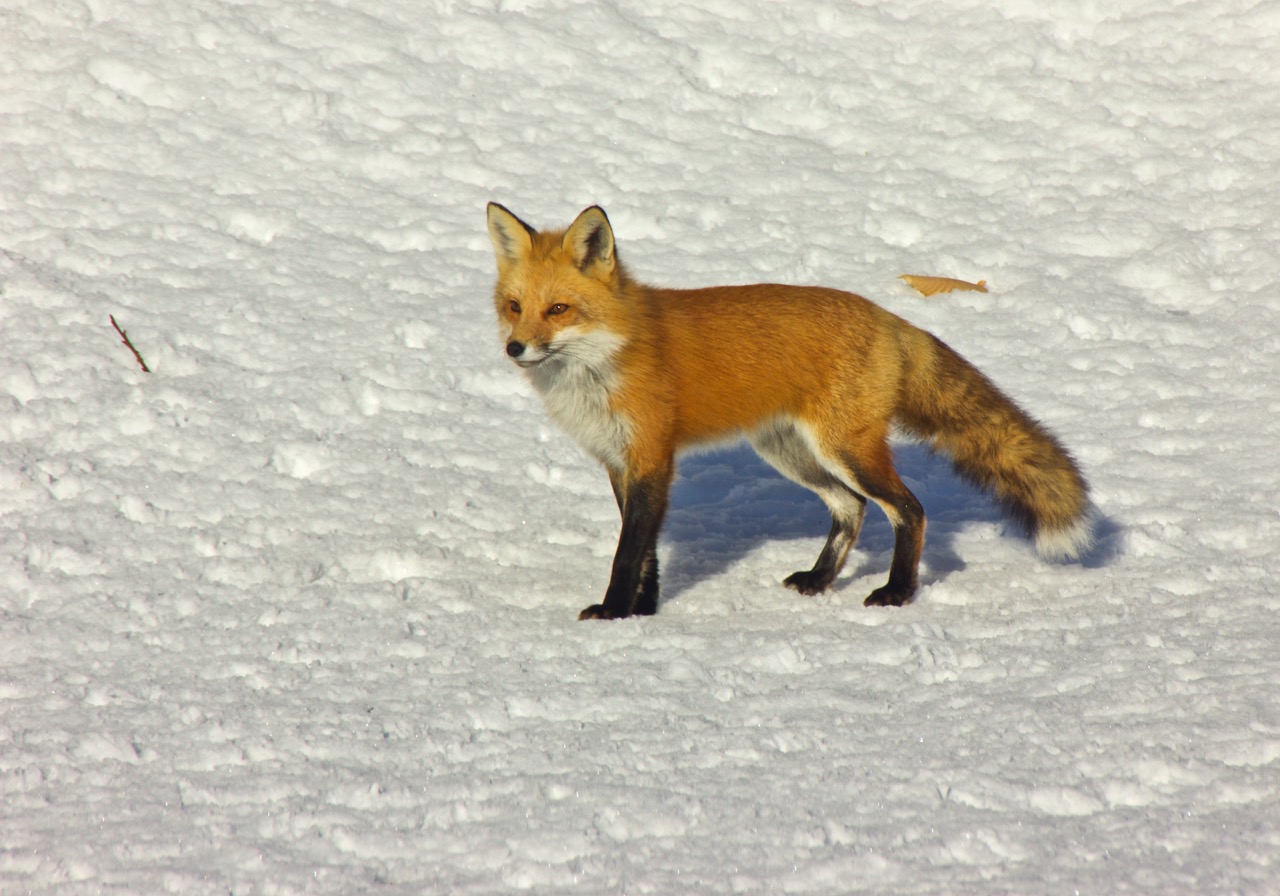 Fox in Gardiner by Mary Gilbert