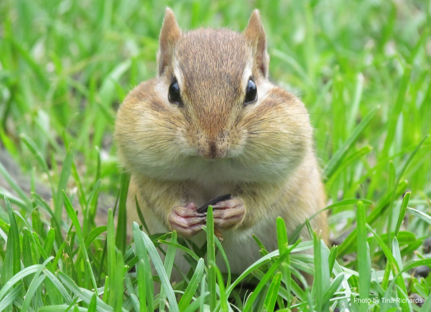 chipmunk by Tina Richard