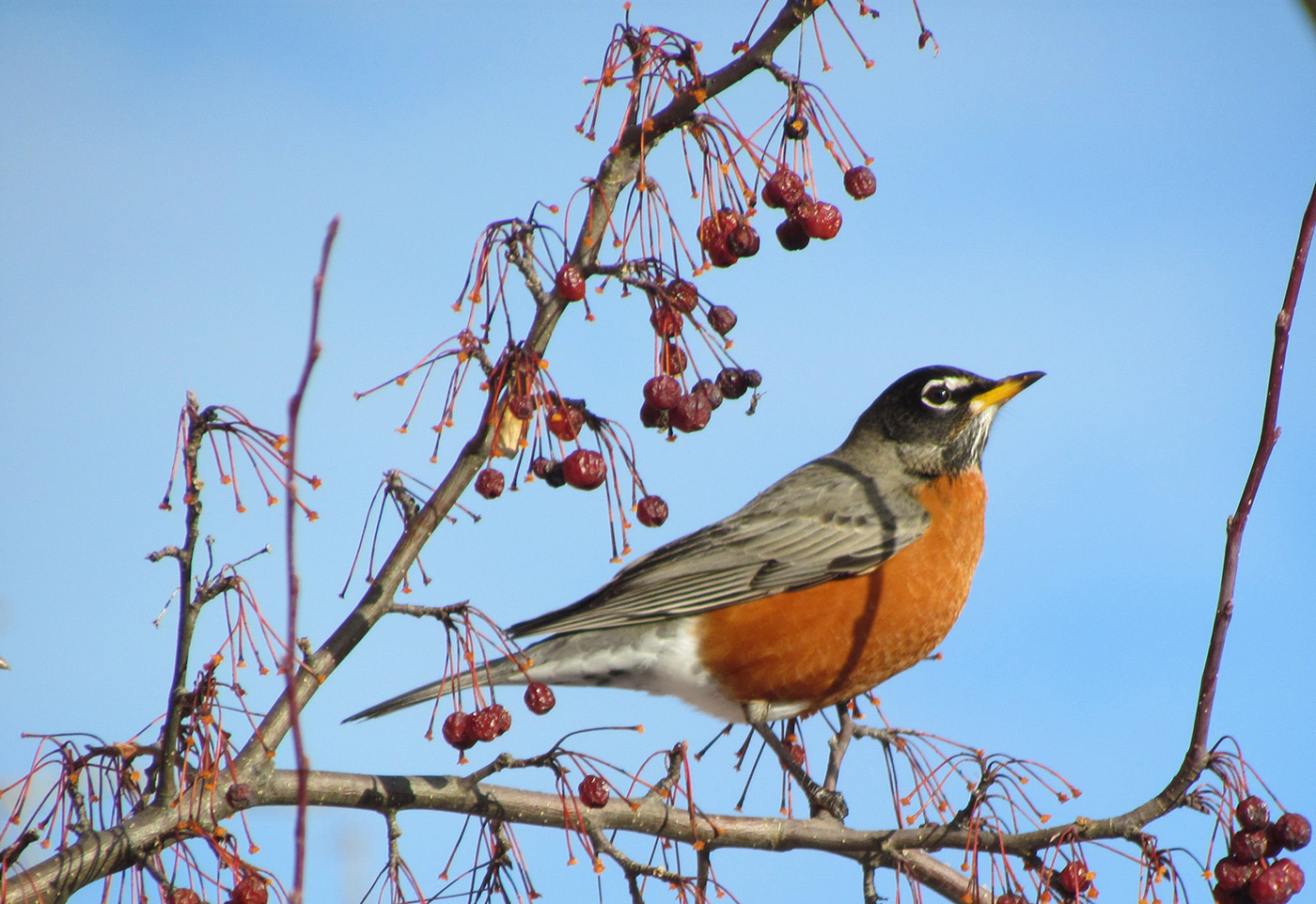 American Robin. Jeff Wells photo