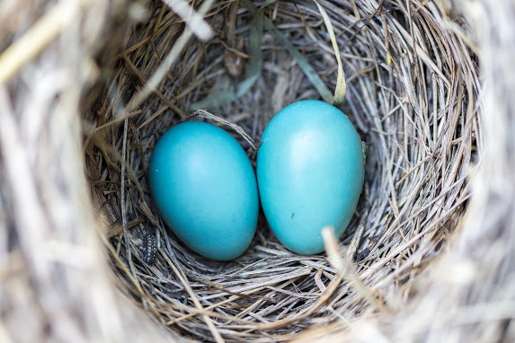 eggs in nest