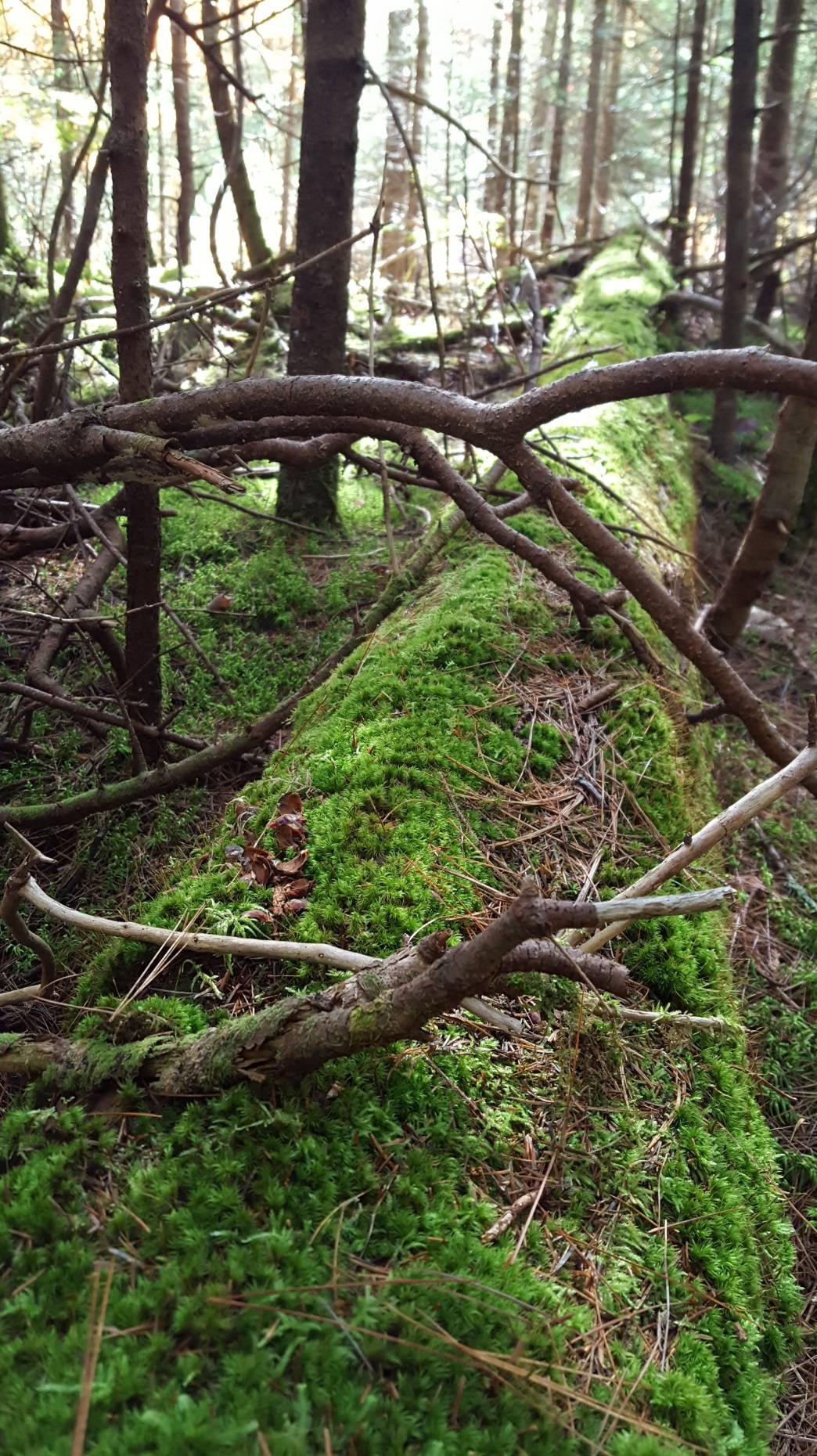 Leave fallen trees on the forest floor or along wooded edges