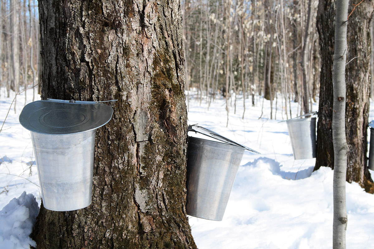 collecting sap for maple syrup