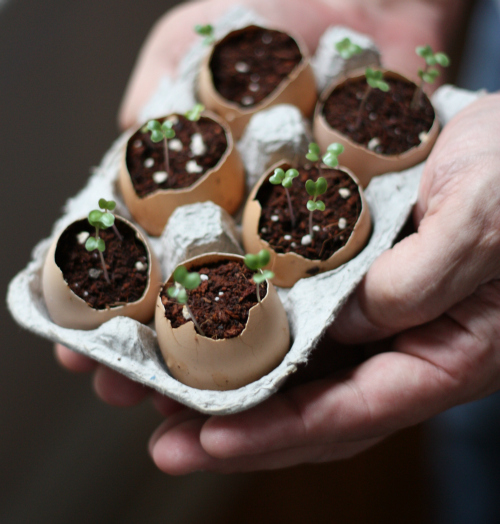 eggshell planters