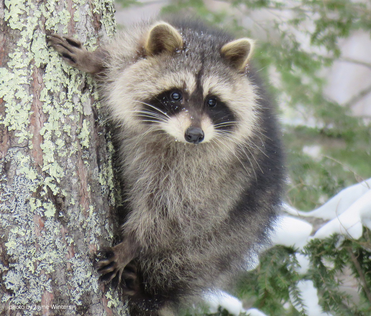 Raccoon photo by Jayne Winters