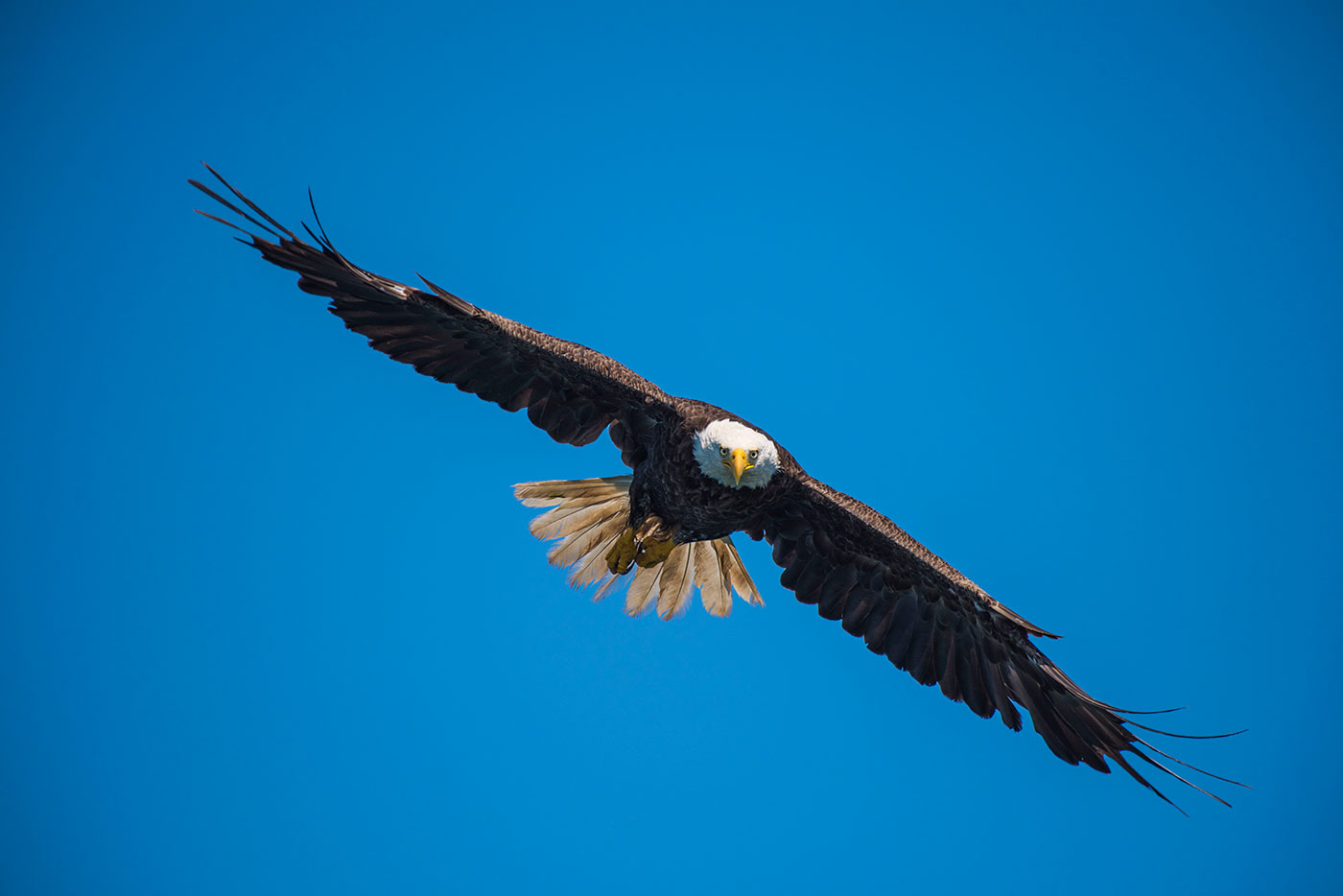 Bald Eagle in flight