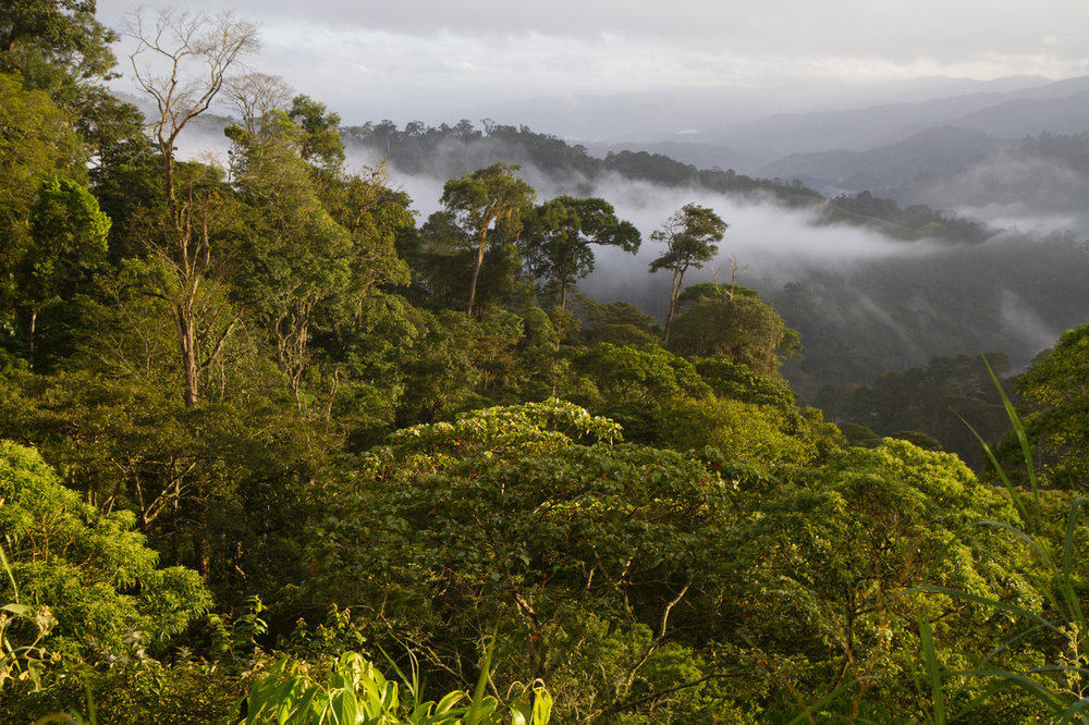 What a “Bird Friendly” landscape looks like. Almost everything in this photo of the northern Nicaraguan highlands, to the horizon, is a traditional shade coffee farm, certified as both USDA Organic and “Bird Friendly” by the Smithsonian Migratory Bird Center. (©Scott Weidensaul))