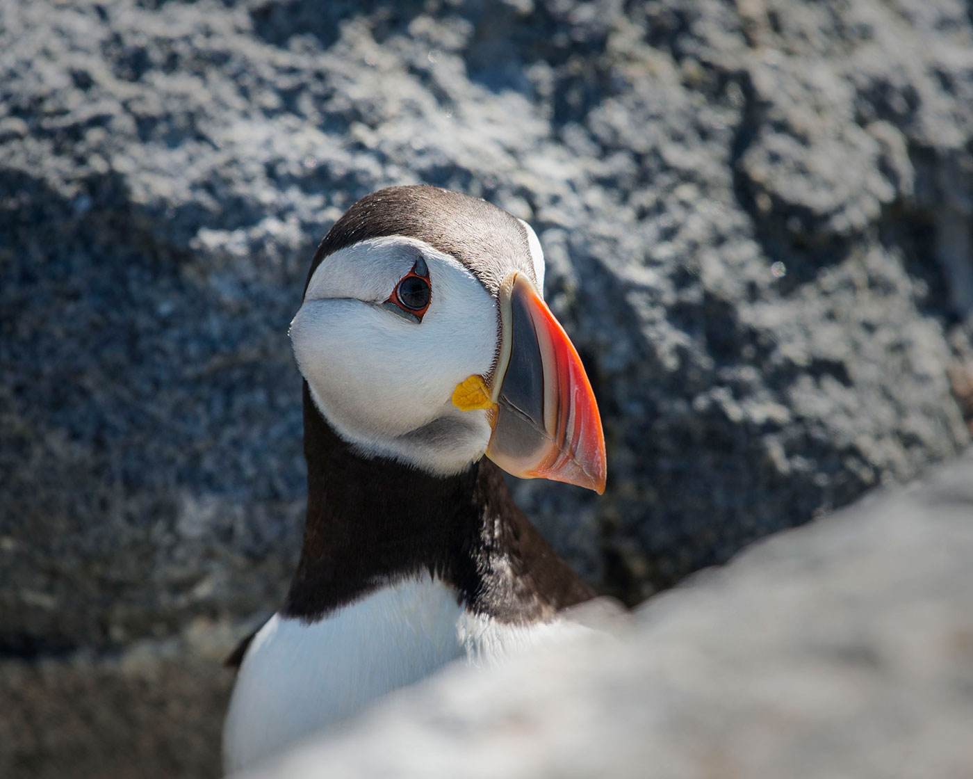 Puffin on Seal Island