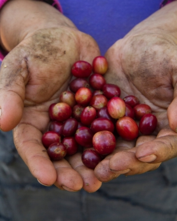 Coffee “cherries,” freshly picked and ready to be processed. Ripening beneath the shade of an intact, functioning forest, traditional shade-grown coffee produces beans with superior flavor while preserving critical bird habitat. (©Scott Weidensaul))