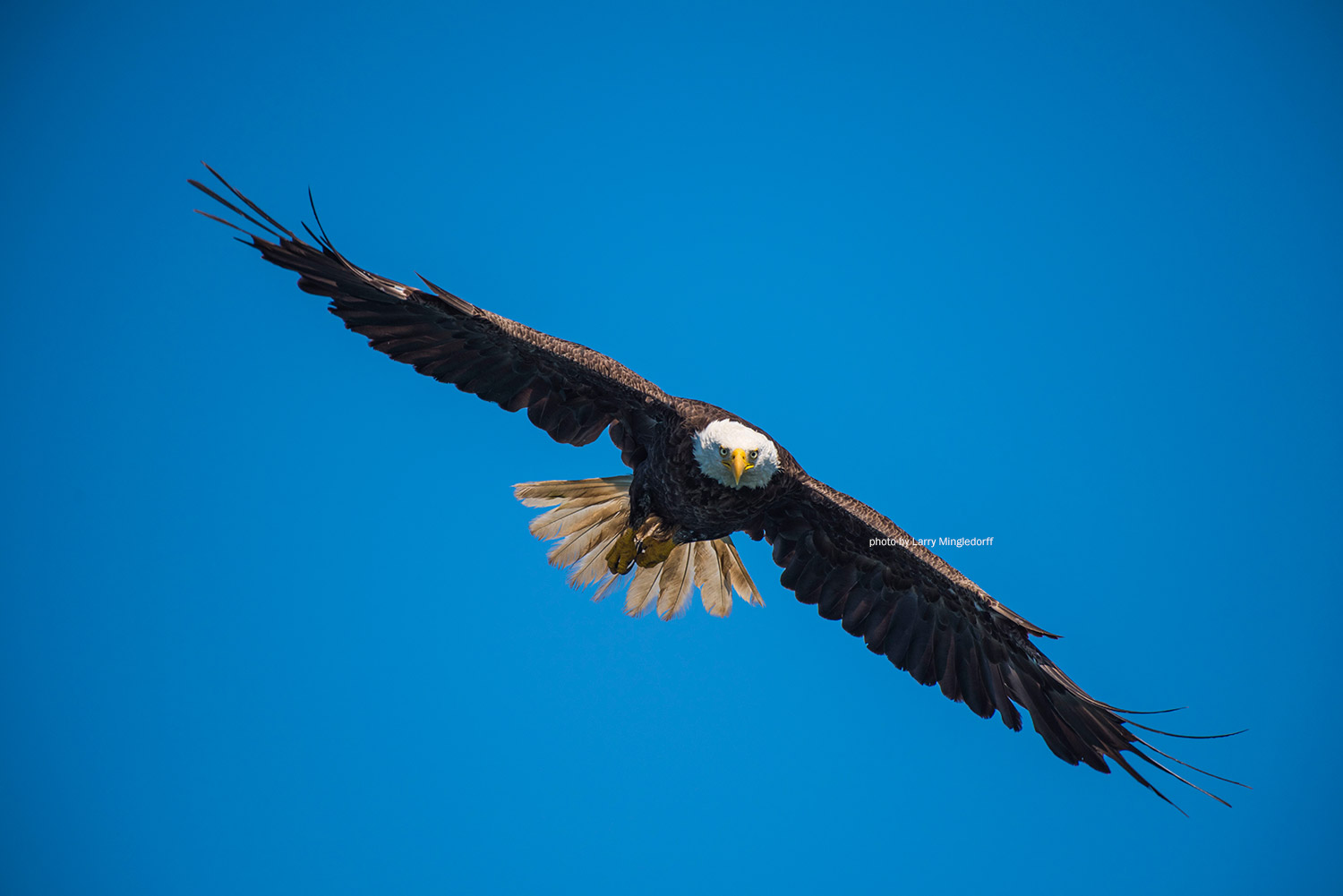 Eagle in flight by Larry Mingledorff