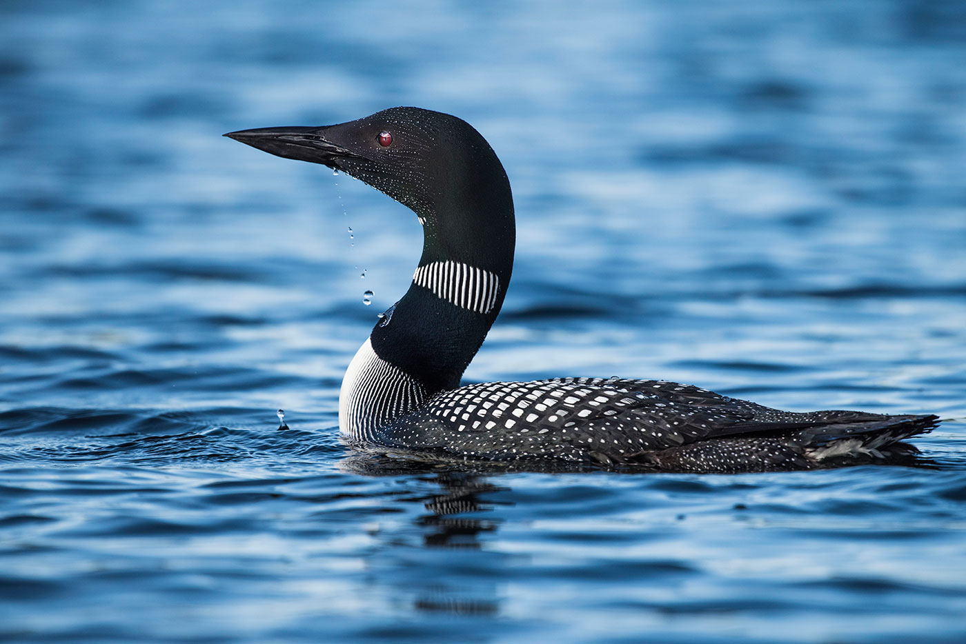 Loon on Megunticook Lake