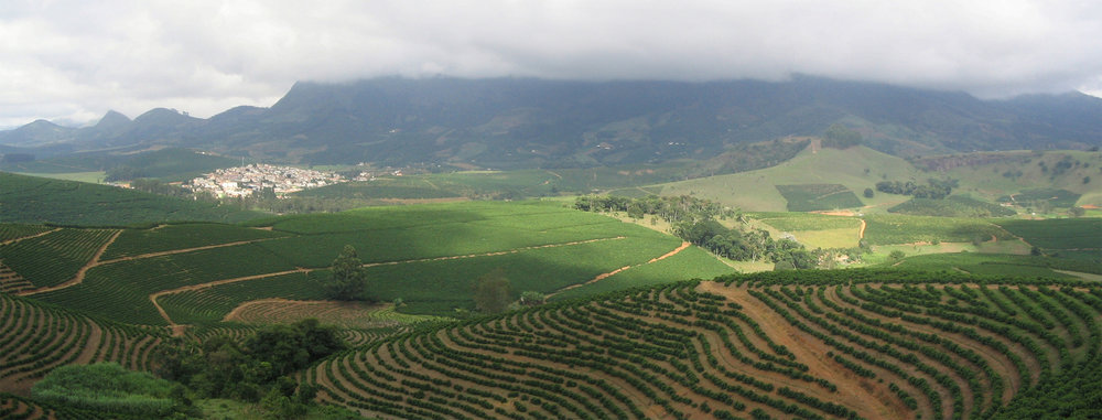 Sun-grown coffee plantation in Brazil. 