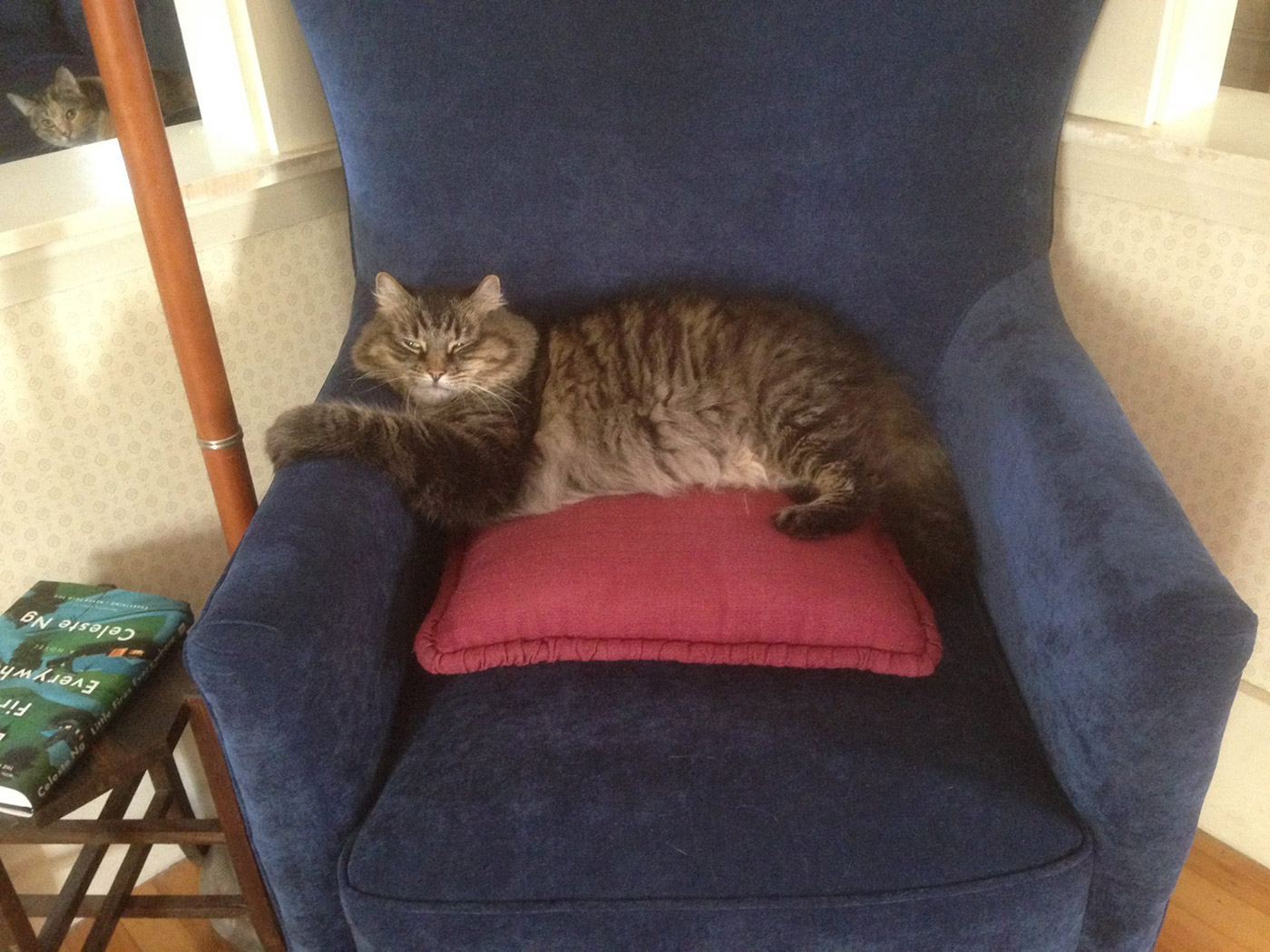 Our fluffy Maine coon cat Jack, relaxed after a nice grooming – an activity he and Rascalia (photo bombing, upper left) both enjoy.