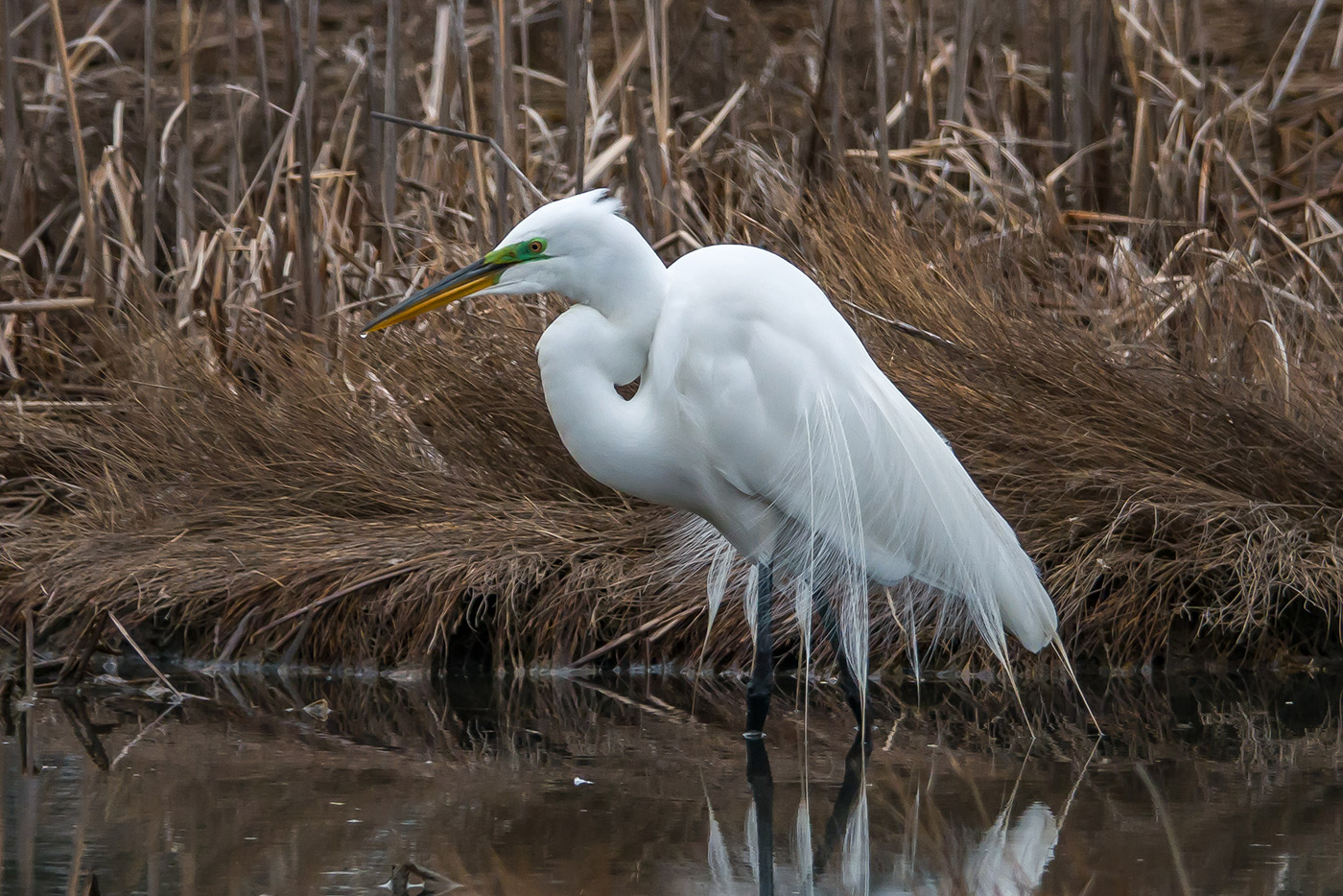 Great Egret by Earl Wilcher