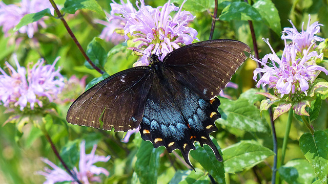 Black swallowtail on wild bergamot, or bee balm (Monarda fistulosa; photo by plant4wildlife on Flickr)