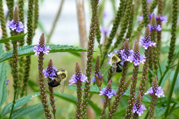 Bumblebees on blue vervain (Verbena hastata; photo by plant4wildlife on Flickr)