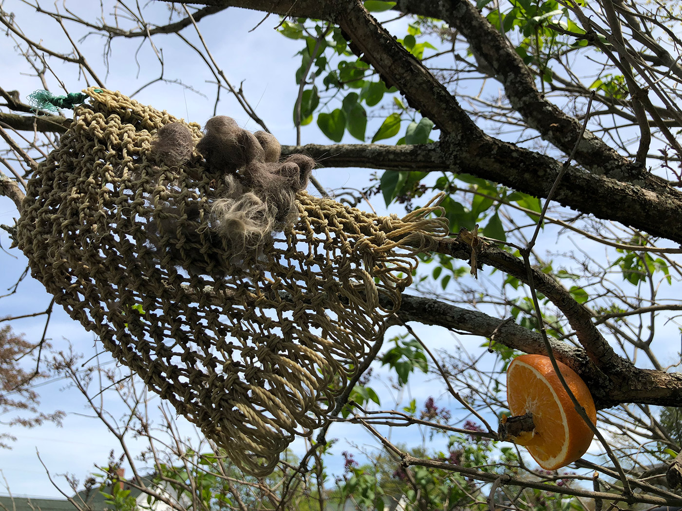 cat fur as bird nest material