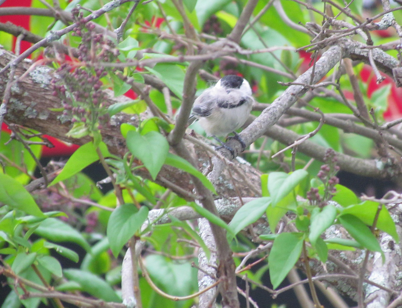 Our neighborhood Black-capped Chickadees are also making good use of the fur.