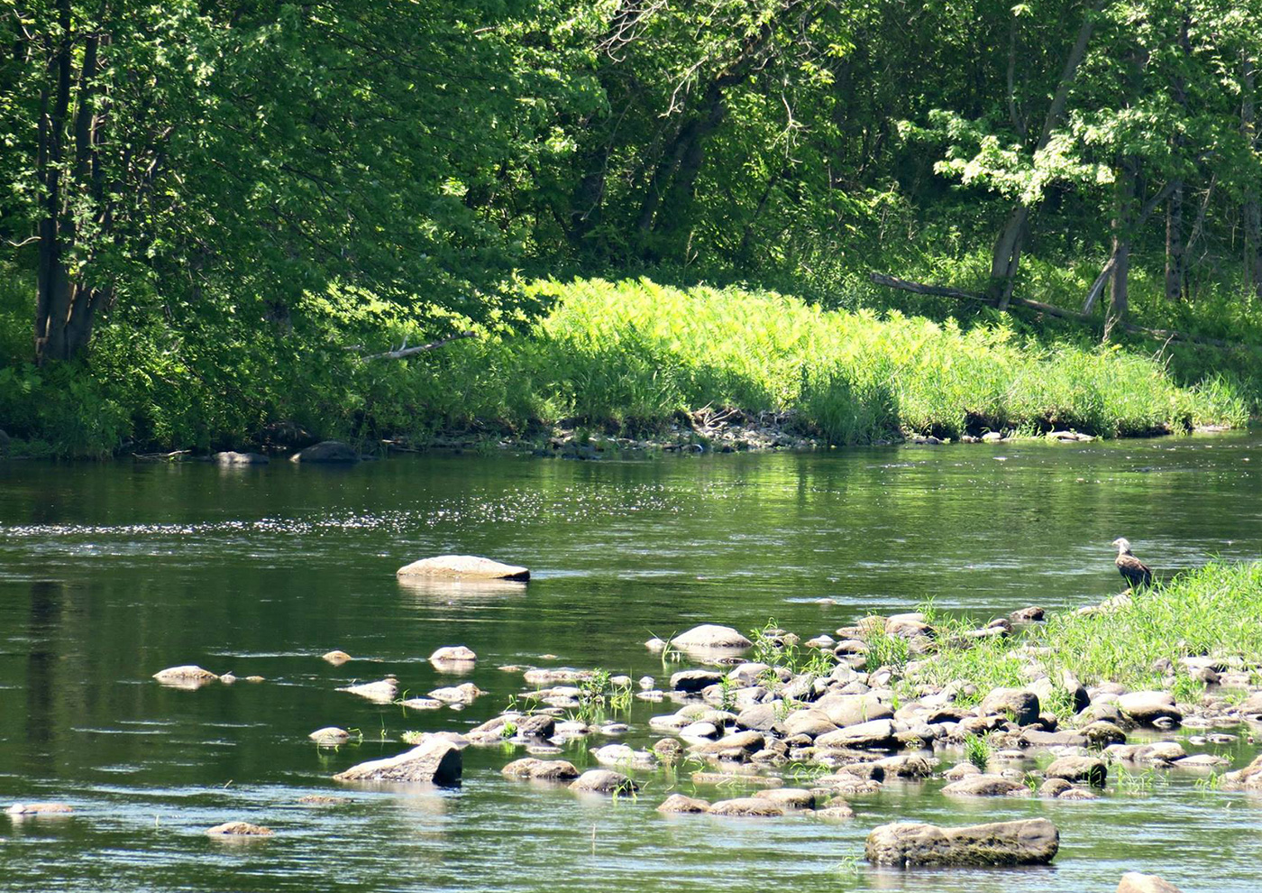 Bald Eagle waiting for fish near Benton Falls. Photo by Judy Berk/NRCM