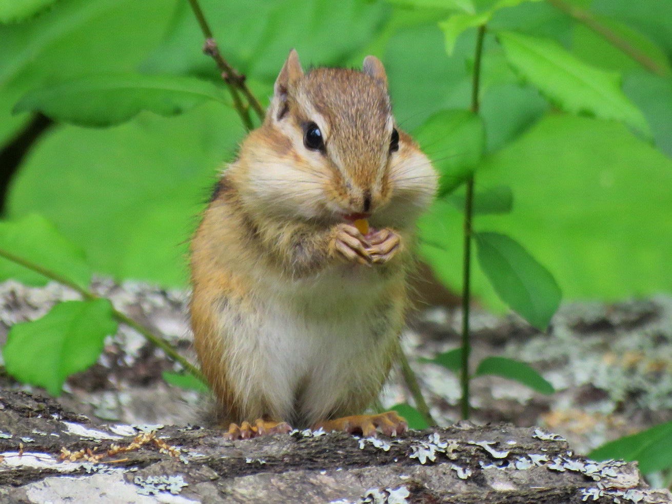 Chipmunk in South China, Maine