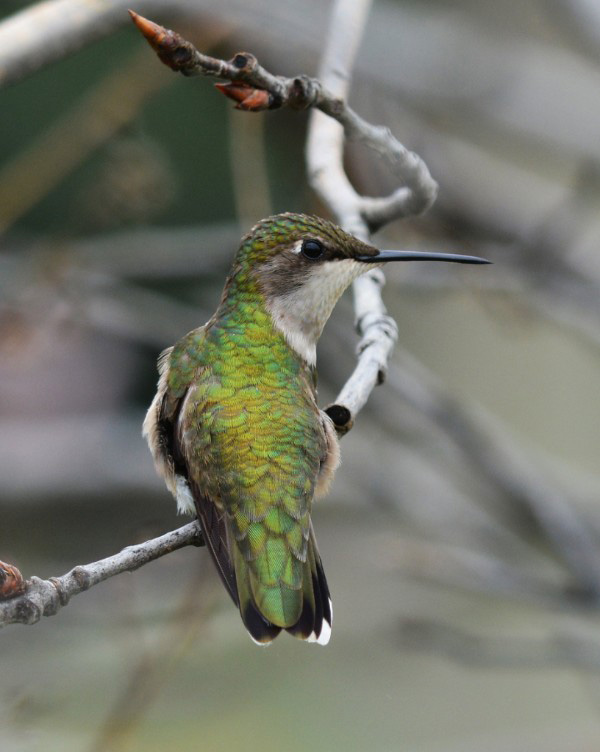 Female hummingbird by Doug Gimler of NEKWildlife.