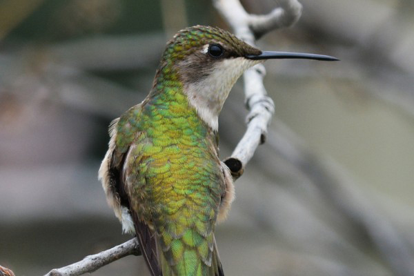 Female hummingbird