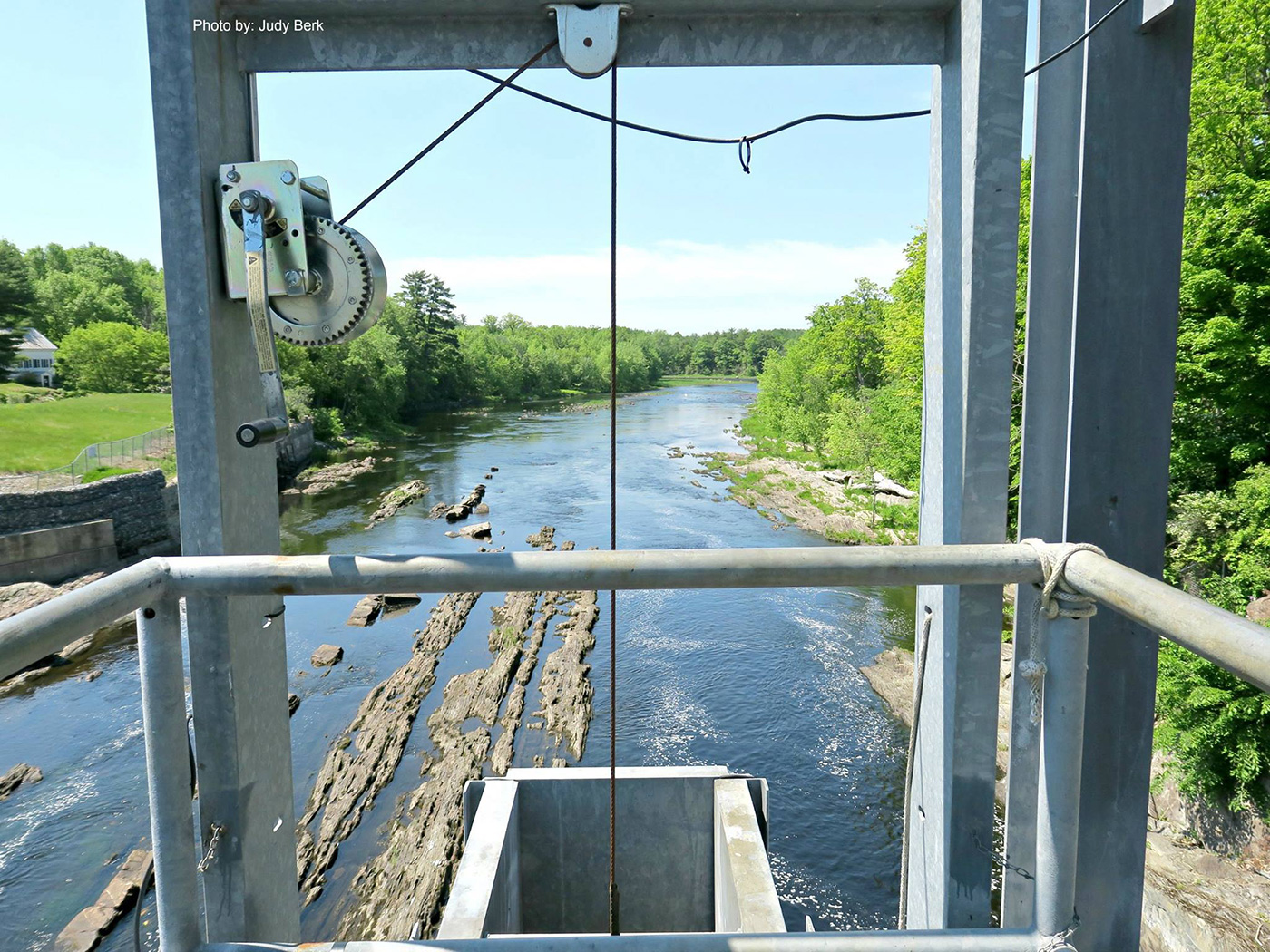 alewives in Maine river, in fish ladder, by Judy Berk