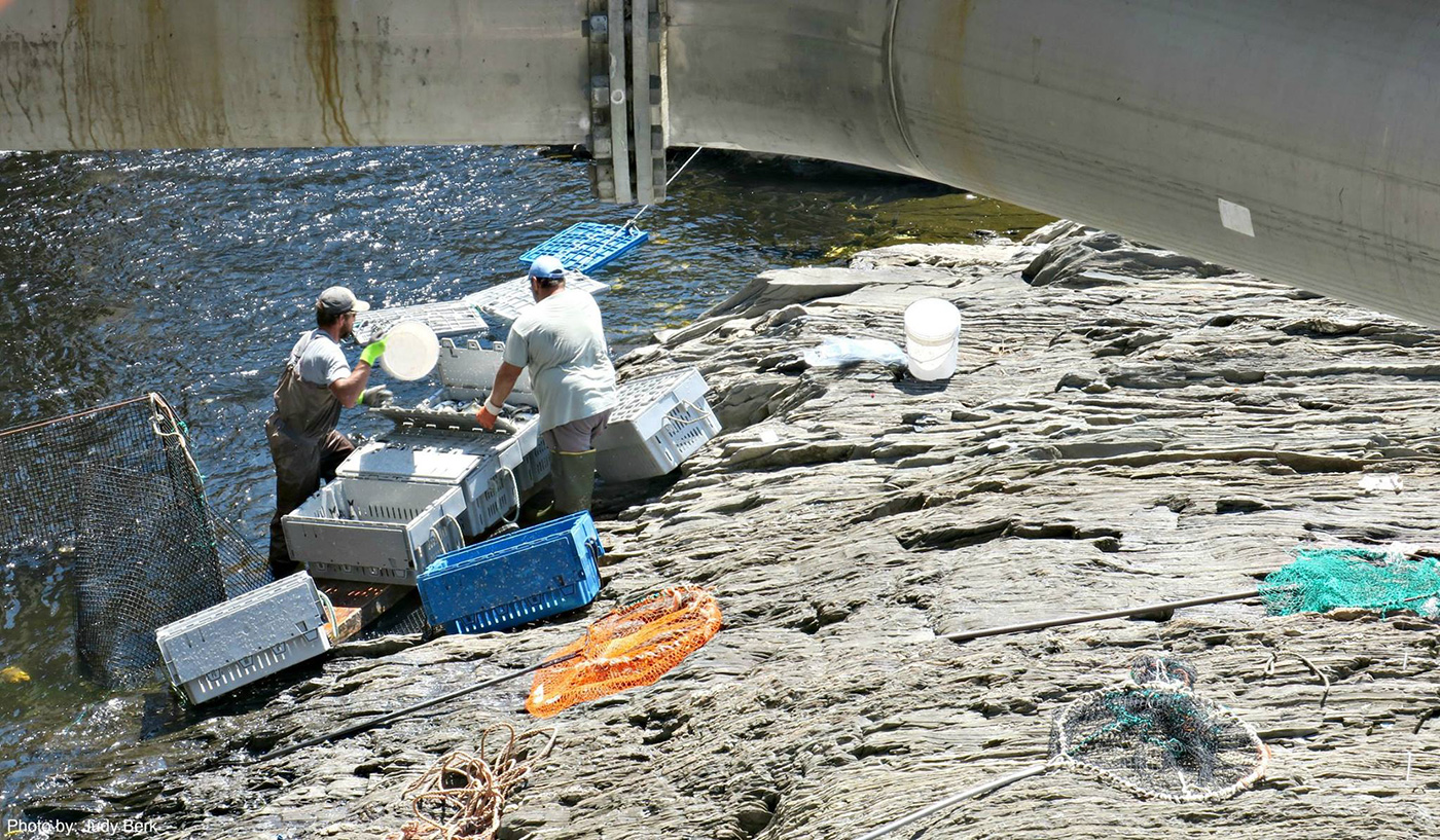 alewives in maine