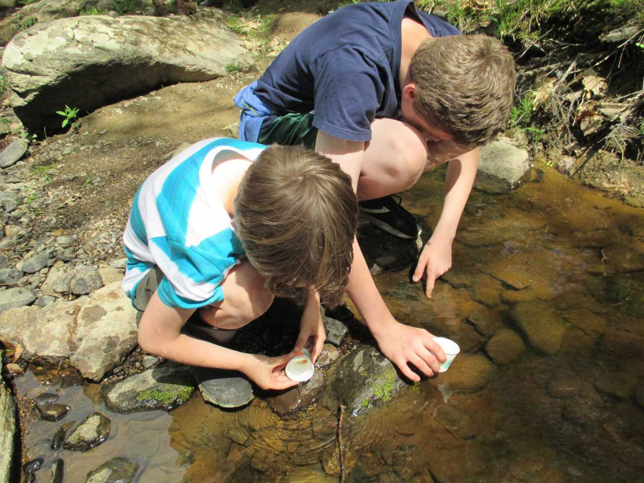 Students releasing salmon into Wescot Stream in Swanville