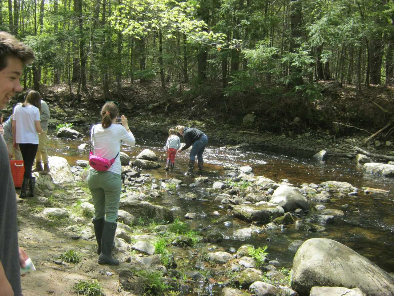 Students and teachers releasing salmon into Wescot Stream in Swanville